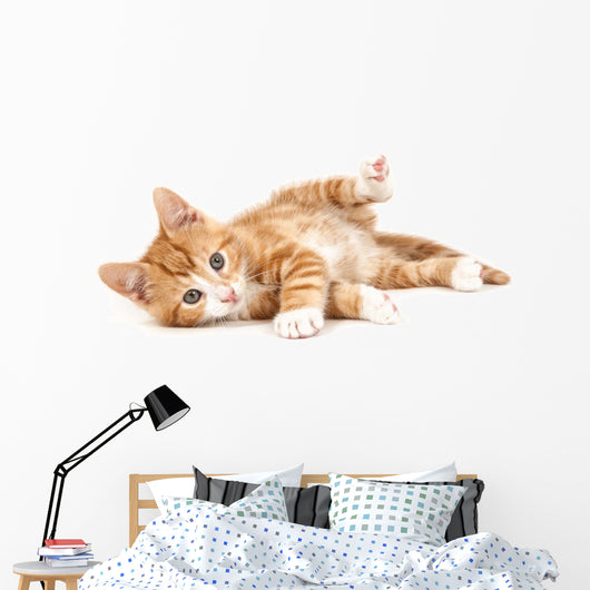 Little Red Kitten Lying