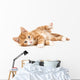 Little Red Kitten Lying