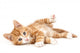 Little Red Kitten Lying
