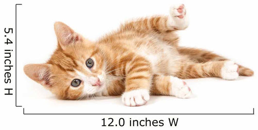 Little Red Kitten Lying