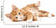 Little Red Kitten Lying
