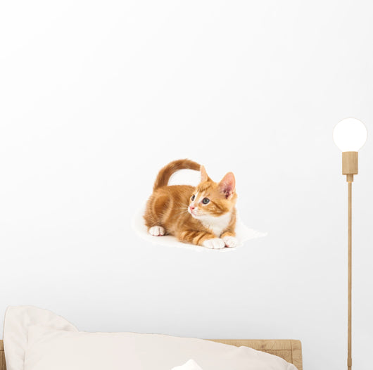 Little red kitten, looking up Wall Decal