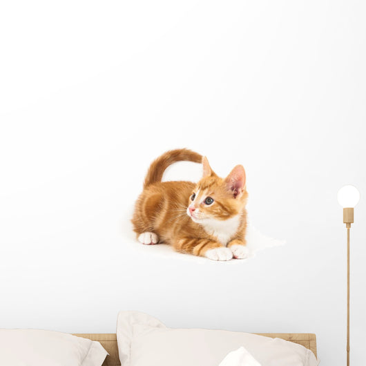 Little red kitten, looking up Wall Decal