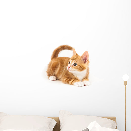 Little red kitten, looking up Wall Decal
