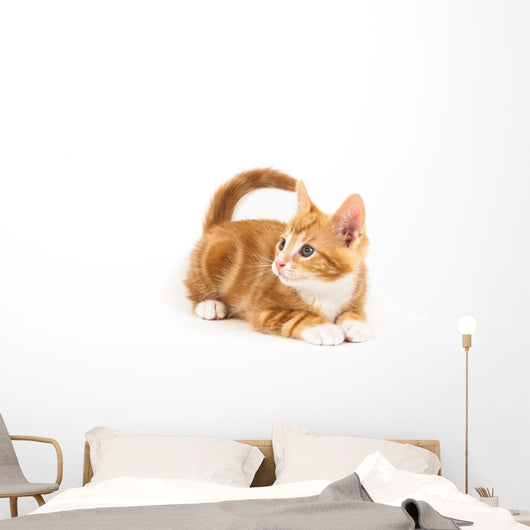 Little red kitten, looking up Wall Decal