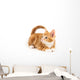 Little red kitten, looking up Wall Decal