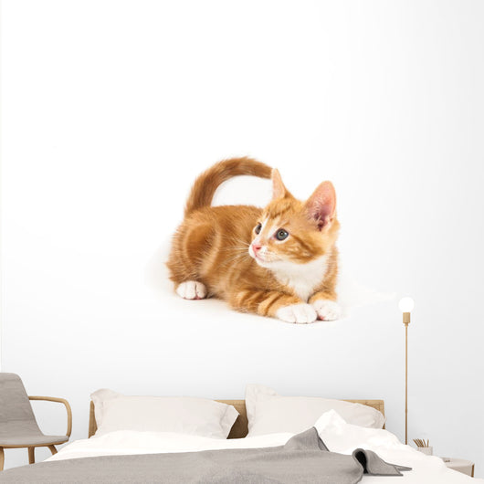 Little red kitten, looking up Wall Decal