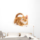 Little red kitten, looking up Wall Decal
