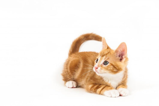 Little red kitten, looking up Wall Decal