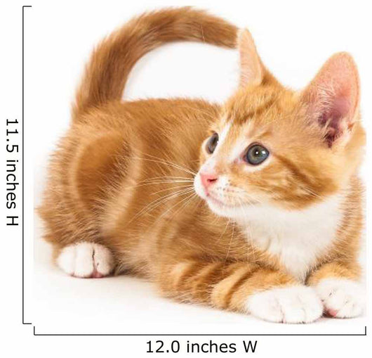 Little red kitten, looking up Wall Decal