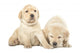 Labrador Puppies Wall Decal