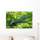 Blue Peacock-pavo Cristatus