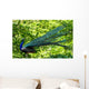 Blue Peacock-pavo Cristatus