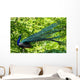 Blue Peacock-pavo Cristatus