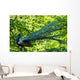 Blue Peacock-pavo Cristatus