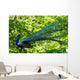 Blue Peacock-pavo Cristatus