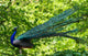 Blue Peacock-pavo Cristatus