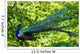 Blue Peacock-pavo Cristatus