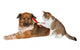 Cat brushing a blissful dog Wall Decal