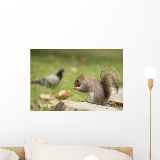 Grey Squirrel Holding Nut Wall Mural