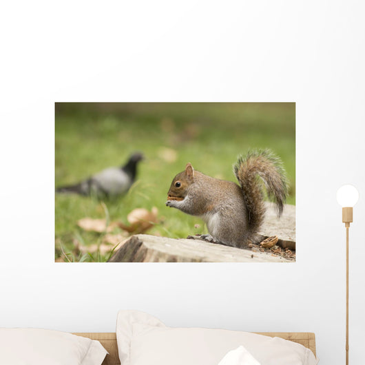 Grey Squirrel Holding Nut Wall Mural