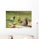 Grey Squirrel Holding Nut Wall Mural