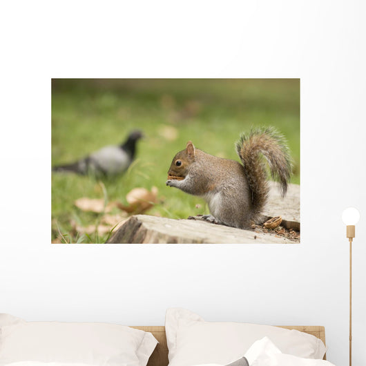 Grey Squirrel Holding Nut Wall Mural