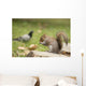 Grey Squirrel Holding Nut Wall Mural