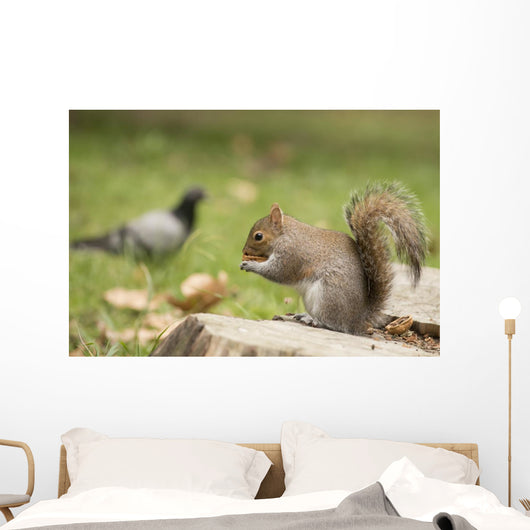 Grey Squirrel Holding Nut Wall Mural