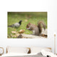 Grey Squirrel Holding Nut Wall Mural