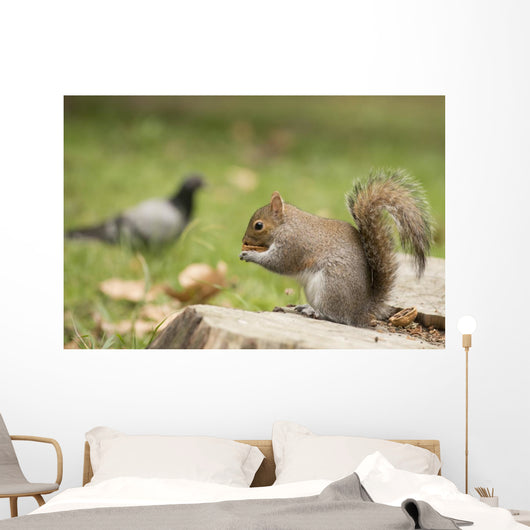 Grey Squirrel Holding Nut Wall Mural