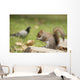 Grey Squirrel Holding Nut Wall Mural