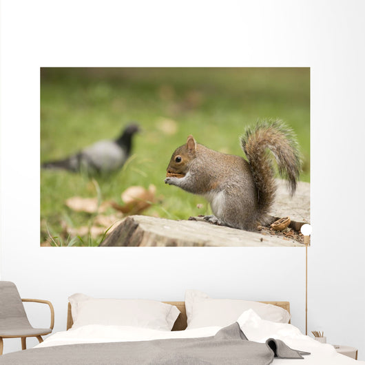 Grey Squirrel Holding Nut Wall Mural