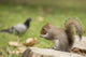 Grey Squirrel Holding Nut Wall Mural