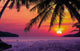 Silhouetted of Coconut Tree Wall Mural