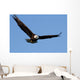 Bald eagle Wall Mural