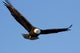 Bald eagle Wall Mural