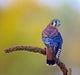 American kestrel (falco sparverius) Wall Mural