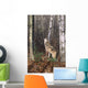 Grey Wolf Howling Wall Mural