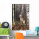 Grey Wolf Howling Wall Mural