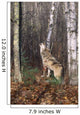 Grey Wolf Howling Wall Mural