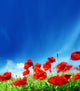 Poppy Flowers and Sunny Day Wall Mural