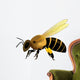 Bee Vector Illustration Wall Decal