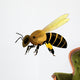 Bee Vector Illustration Wall Decal