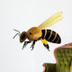 Bee Vector Illustration Wall Decal