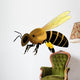 Bee Vector Illustration Wall Decal
