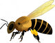 Bee Vector Illustration Wall Decal
