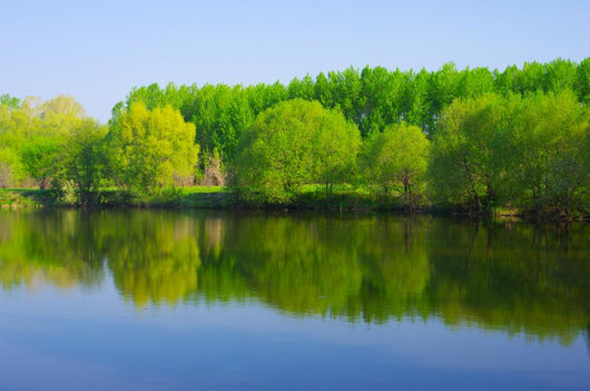Forest Lake Wall Mural