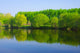 Forest Lake Wall Mural