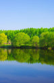 Forest Lake Wall Mural